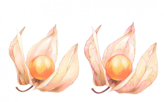 Как нарисовать физалис? Пошаговый урок 