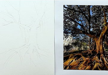 Дерево в Лиссабоне. Карандашный набросок