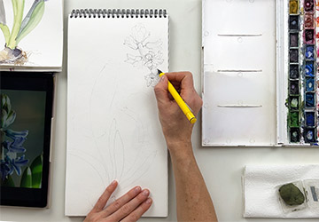 Гиацинты. Первый цветок