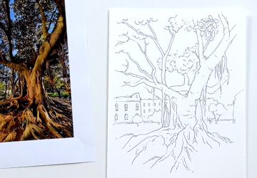 Дерево в Лиссабоне. Линейный рисунок