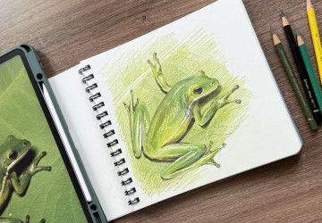 Лягушка. Фон и детали