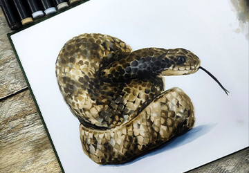Рисуем змею. Рисуем фактуру змеинной кожи. Часть 3