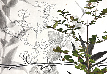 Прекрасные тени