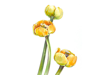 РИСУНОК КУВШИНКА