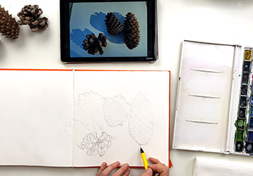 Шишки. Карандашный эскиз