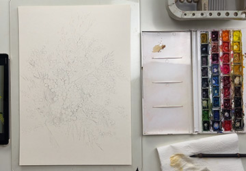 Мимоза. Карандашный рисунок