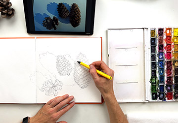 Шишки. Чешуйки