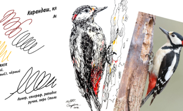 Дятел цветными линерами