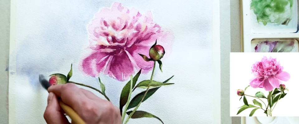 ПЫШНЫЙ ПИОН