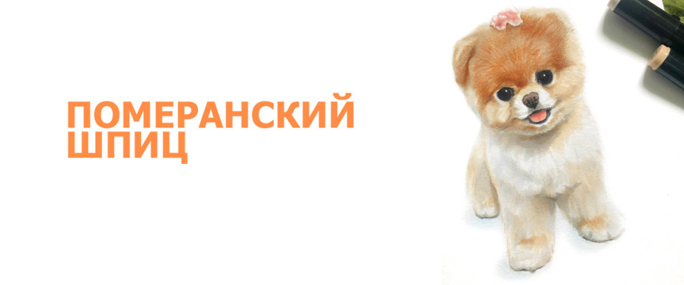 ПОМЕРАНСКИЙ ШПИЦ