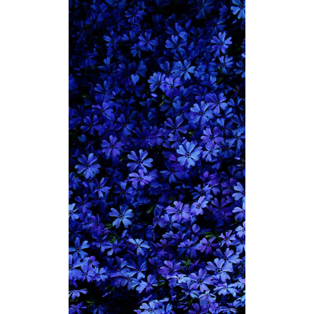 83538190_132387444927657_2796677389962884563_n.jpg (346 KB)